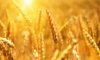 Российская пшеница резко подешевела 
