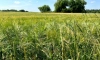Эксперты прокомментировали недавнюю поставку зерна в Египет