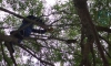 Приключение кошки в Тосно: Падение с балкона на крону деревьев вызвало спасательную операцию