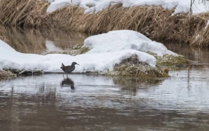 Третью зимовку краснокнижного водяного пастушка подтвердили в Ленобласти