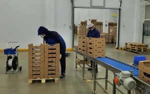 В июле в Белоруссию отправили 31,2 тонны шампиньонов из Ленобласти