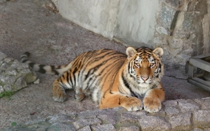 В Ленинградский зоопарк из Красноярского края переехала тигрица Виола