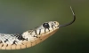 Змеи могли произойти от животных, которые выжили после падения астероида 