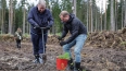 В Курортном районе высадили 3500 сосен
