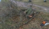 Стало известно, сколько деревьев упало в Петербурге во время сильного ветра