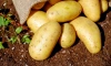 Юноша, которому оторвало руку во время сбора картофеля в Ленобласти, скончался в больнице