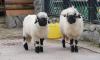 В Ленинградском зоопарке показали валлийских овец после стрижки
