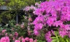 В выходные в Ботаническом саду пройдет фестиваль "Торжествуй, зеленый май"