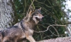 Волк растерзал собаку в Тихвинском районе