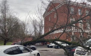 Дерево упало на автомобили на Рузовской 