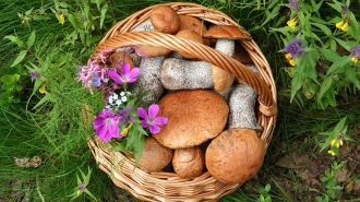 Петербуржцам назвали самые грибные места в Ленобласти