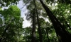 Власти Ленобласти сняли запрет на посещение лесов 