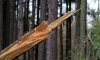 На Урале погибла женщина от упавшего на нее дерева