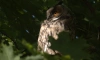 В Южно-Приморском парке появились на свет четыре ушастых совенка