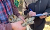 Спасенную в Петербурге сову и коршуна выпустили в дикую природу 