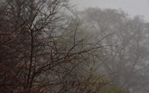 Воскресенье в Ленобласти будет туманным и влажным