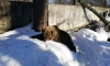 Весенняя оттепель в Петербурге и Ленобласти вывела медведей из спячки