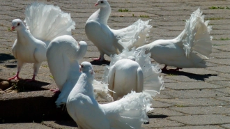 На аниматора с голубями напали с перцовым баллончиком в Петербурге