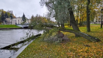 За ночь порывистый ветер обрушил на землю более 70 деревьев в Петербурге