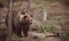 Жители Конново Ленобласти пожаловались на нашествие медведей