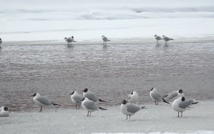 В Петербург после зимовки вернулись озерные чайки