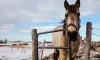 В Петербурге девочка упала с лошади и сломала позвоночник