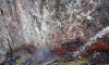 В парке Монрепо брошенный окурок стал причиной лесного пожара 