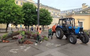 В Петербурге высадили почти 1 млн цветов