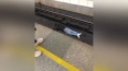 Мужчина лежал между рельсами на станции метро "Пионерска...