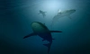 Ученые выяснили, что акулы нападают на людей, потому что путают их с тюленями 