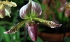 Выставка орхидей и бромелий "Осколки радуги" продлевается в Ботаническом саду