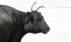 В Ленинградском зоопарке рассказали о буйном нраве бурой коровы Сахаи