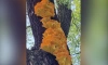 У ТЮЗа заметили съедобные грибы на дереве