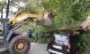 Оперативные данные о ветровале: в садах и парках Петербурга повреждены 30 деревьев