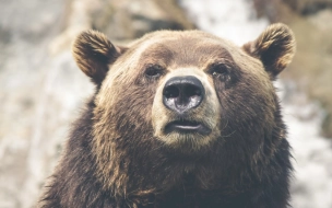 Петербуржцам рассказали, как себя вести при встрече с медведем