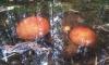 В Ленобласти грибы утонули в лужах из-за обильных осадков
