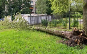 Два человека погибли во время шторма в Петербурге