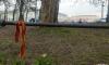 В Александровском саду вытоптали цветы в День Победы