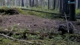 Енотовидные собаки уже начали готовить жилище к зиме ...