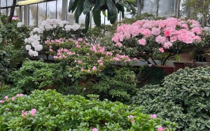 В Ботаническом саду 17 февраля пройдет фестиваль "Оттепель чувств"