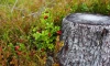 Биолог Глазков назвал самые плодородные места с брусникой в Ленобласти