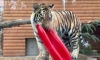 Тигр Зевс из Ленинградского зоопарк вырос до 85 кг