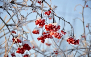 В Ленобласти в ближайшие три дня будут морозы до -25 градусов