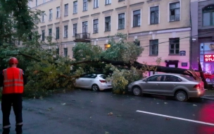 В МЧС предупредили петербуржцев о сильном ветре в субботу