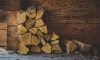 В Ленобласти упростили оформление документов на заготовку дров