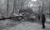 Деревья Петербурга начали падать от тяжести весеннего снега