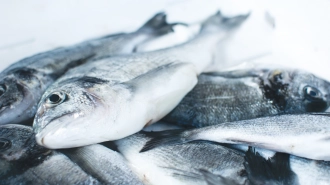 В Ленобласти добыча рыбы увеличилась на 24% в 2023 году