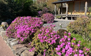 В Ботаническом саду Петра Великого стартовал сезон экскурсий по Японскому саду
