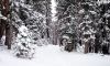 В Ленобласти в начале недели сохранится снежная и морозная погода