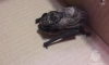 В квартиру дома на Муринской дороге пробралась летучая мышь